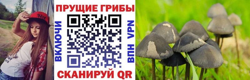наркошоп  Новое Девяткино  Галлюциногенные грибы мицелий 